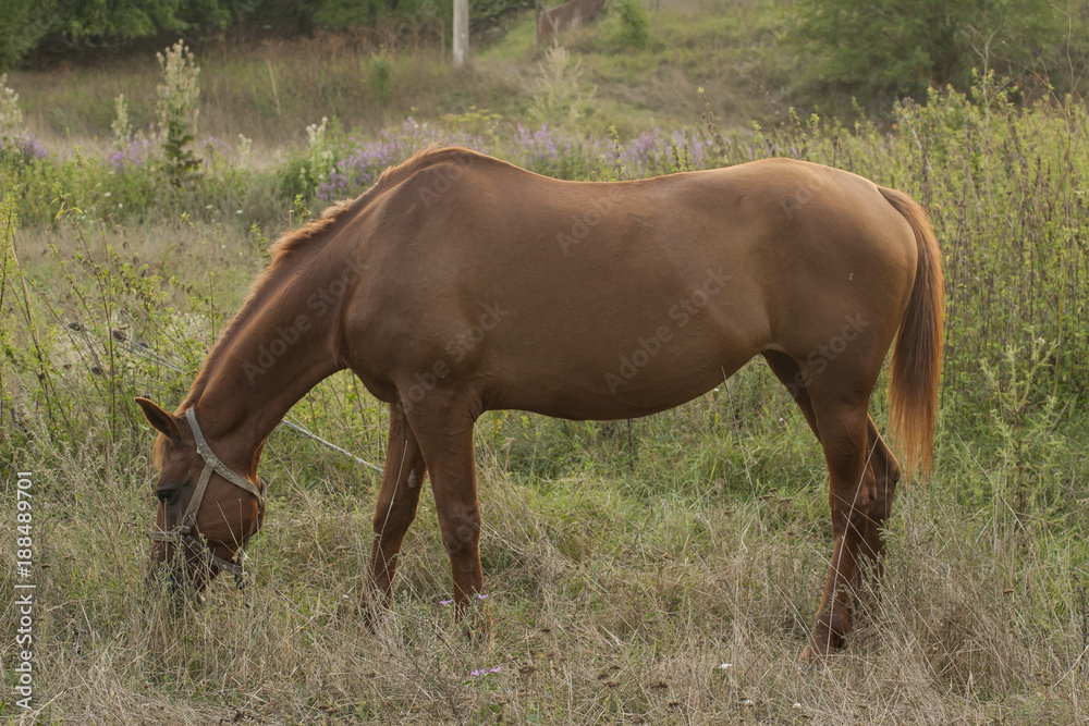 The Mare in the pasture. Horse grazing. The Mare in the pasture. Horse grazing.