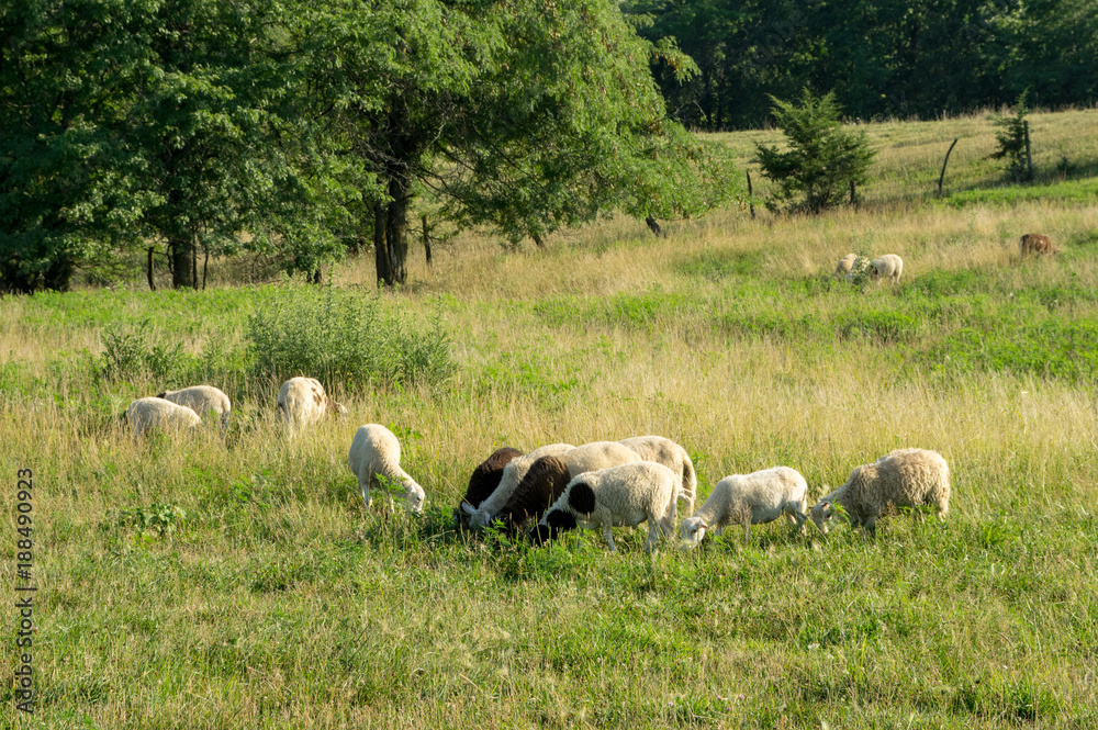 Obraz premium Sheep Grazing in the Pasture
