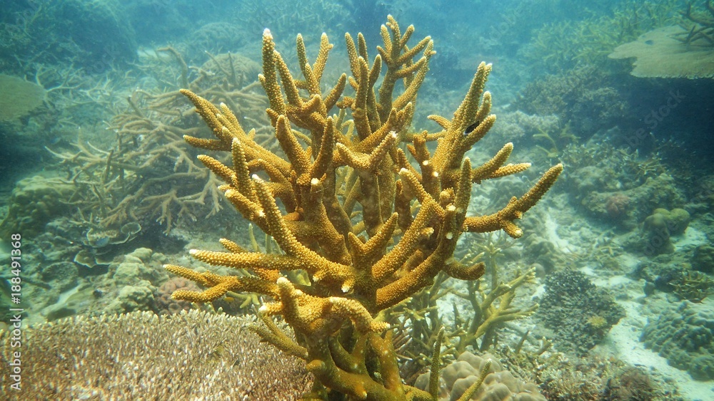 Fototapeta premium Coral found at coral reef area in Tioman island, Malaysia