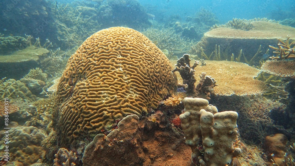 Obraz premium Coral found at coral reef area in Tioman island, Malaysia