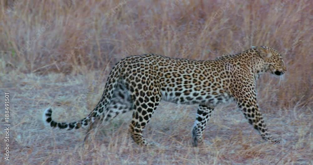 Leopard Walking In Long Grass; Maasai Mara 10 Sept 2016; Maasai Mara, Kenya, Africa Leopard Walking In Long Grass; Maasai Mara 10 Sept 2016; Maasai Mara, Kenya, Africa