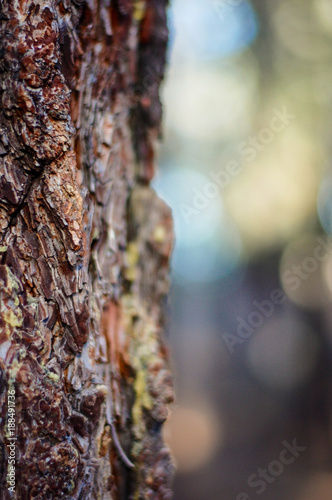 Tree bark