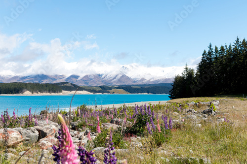 Lupine flowers at lake Pukaki with beautiful landscape and mountain panorama