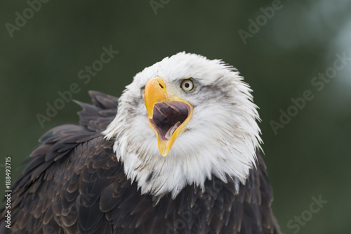 bald eagle head, screaming eagle