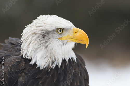 bald eagle portrait head