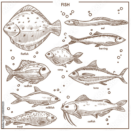 Fish sketch species with names vector isolated fishing icons set
