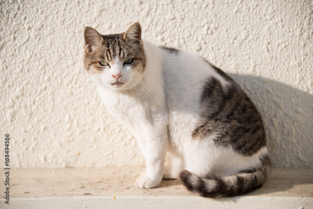 18 Best イリオモテヤマネコ Images Stock Photos Vectors Adobe Stock