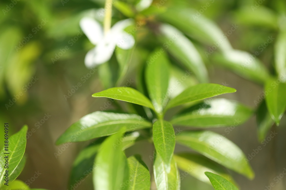 Group of white Sampaguita Jasmine or Arabian Jasmine
Group of white Sampaguita Jasmine or Arabian Jasmine