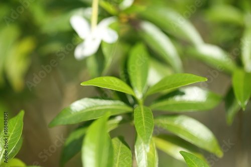     Group of white Sampaguita Jasmine or Arabian Jasmine