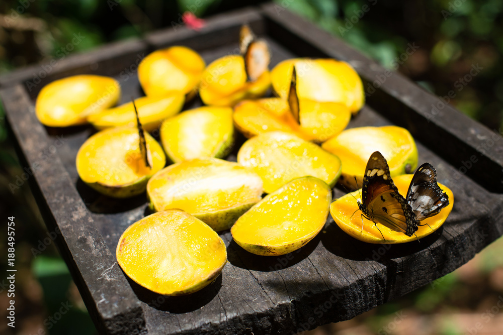 Obraz premium Motyle na owocu mango w Centrum Motyli, Zanzibar, Tanzania