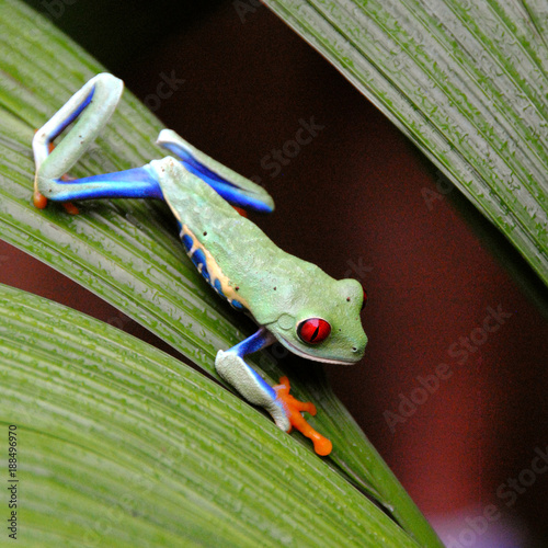 Costa Rica grenouille vert