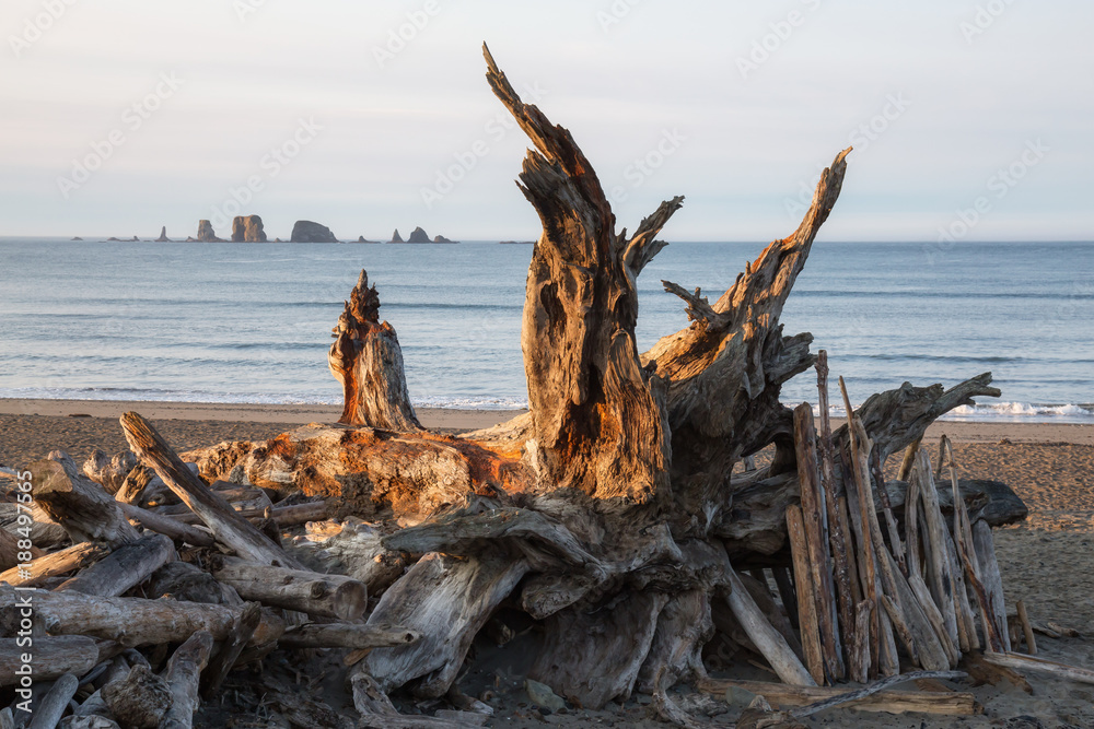 Wood on a beach during a vibrant winter sunrise. Taken in La Push, Washington Coast, United States of America.