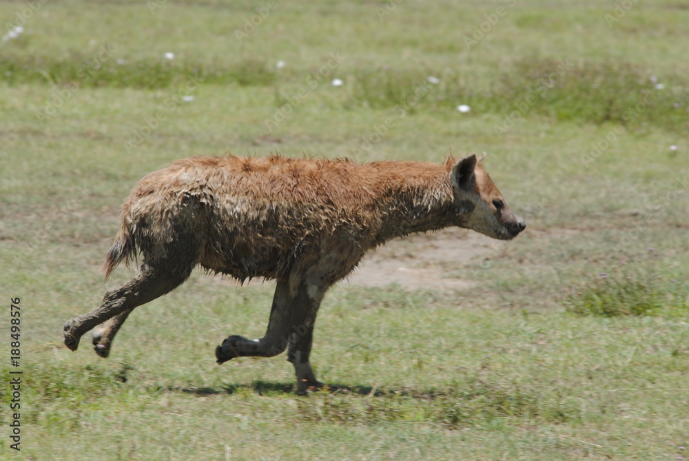 hyène afrique animaux