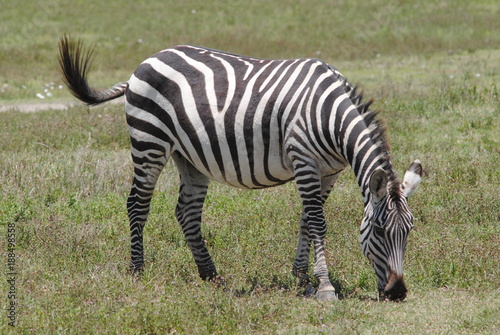 Afrique zebre