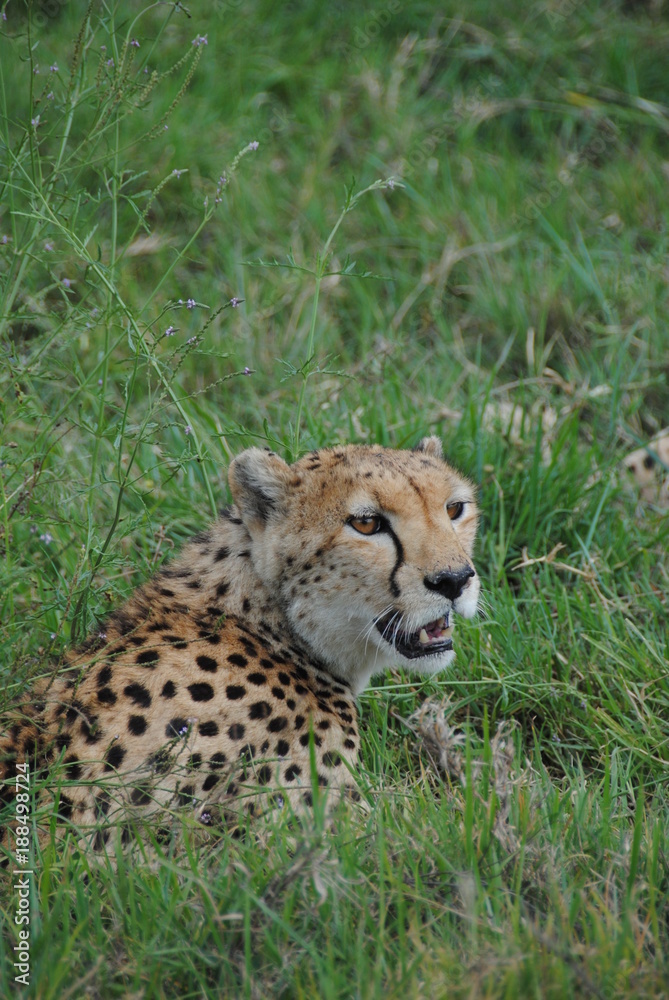 guépard leopard felin animaux Afrique guépard leopard felin animaux Afrique