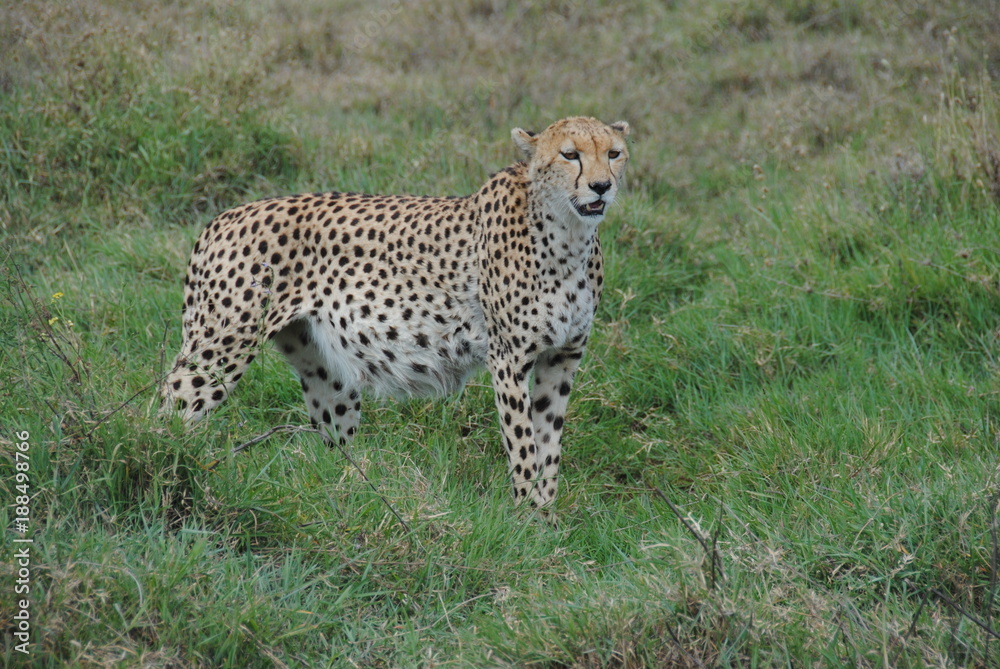 guépard leopard felin animaux Afrique guépard leopard felin animaux Afrique