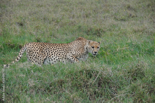 gu  pard leopard felin animaux Afrique