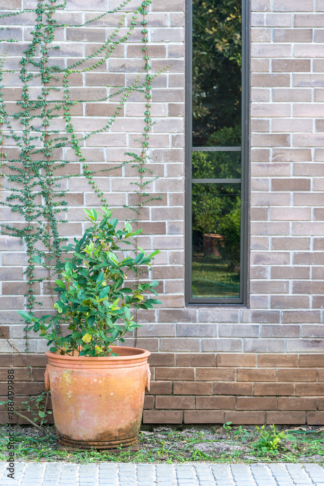 Tree in a pot with trees covered on the brick wall Tree in a pot with trees covered on the brick wall