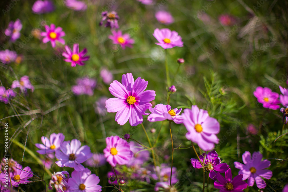 Cosmos flower in the green fields.