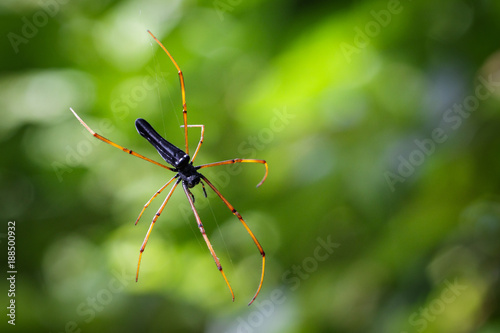 Image of Black Orb-weaver Spider (Nephila kuhlii Doleschall, 1859) on the spider web. Insect Animal