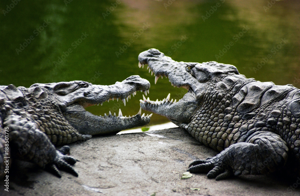 Crocodile couple Crocodile couple