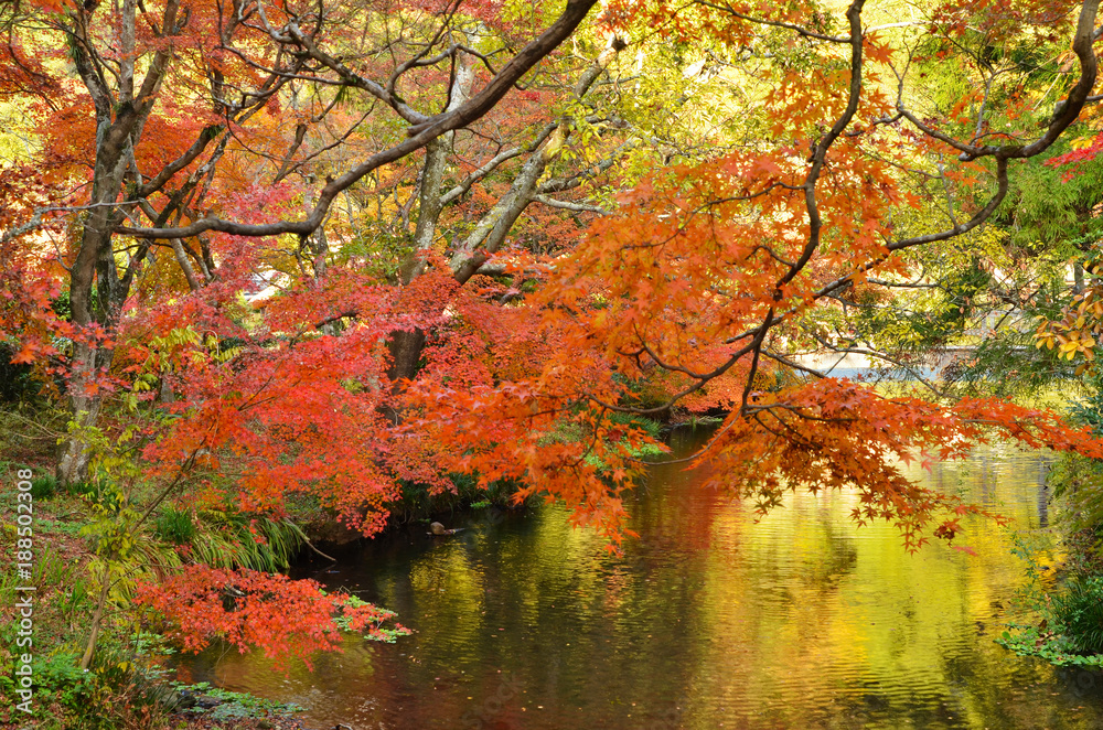 Autumn leaves over the river    