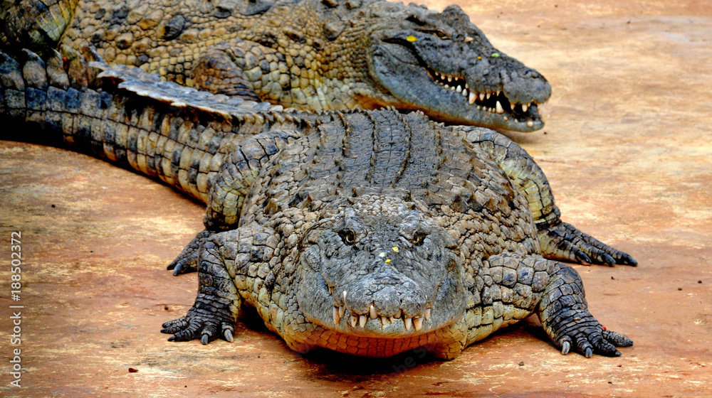 Fototapeta premium Crocodile
