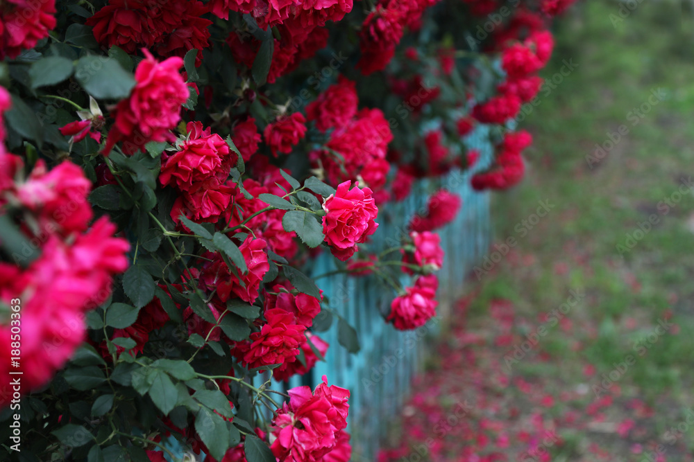 Lush flowering of a red climbing rose.
Lush flowering of a red climbing rose.