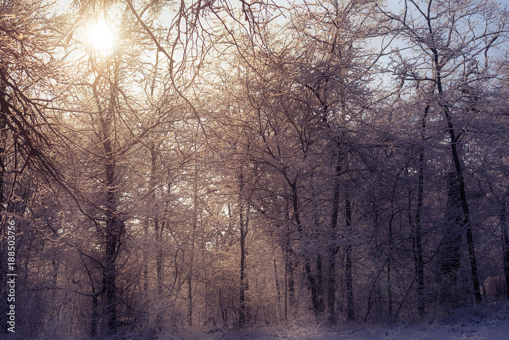 Forest scene a snowy winter's day