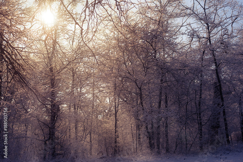 Forest scene a snowy winter's day © SasaStock