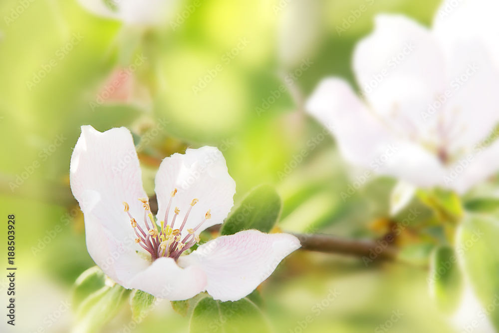 Blossoms of quince tree close up. Spring floral background Blossoms of quince tree close up. Spring floral background