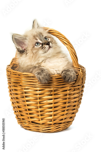 Cute little kitten in wicker basket on white background © mars58