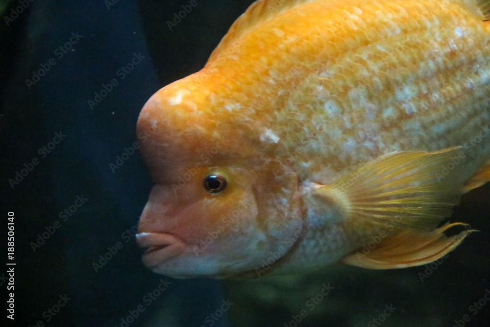 marine aquarium in Hradec Králové in the Czech Republic