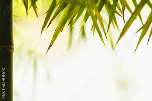 bamboo leaves background