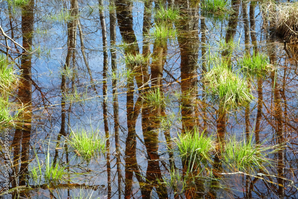 Fototapeta premium Spiegelung im Ried