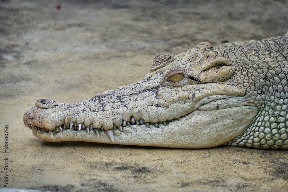 Obraz premium Head of crocodile