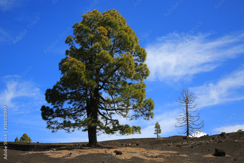 Obraz premium Kanarische Kiefer (Pinus canariensis), Kanaren-Kiefer, Teneriffa, Kanarische Insel, Spanien, Europa