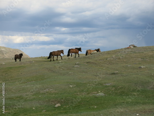 Mongolia sheep - traditional lifestyle and landscape in west Mongolia