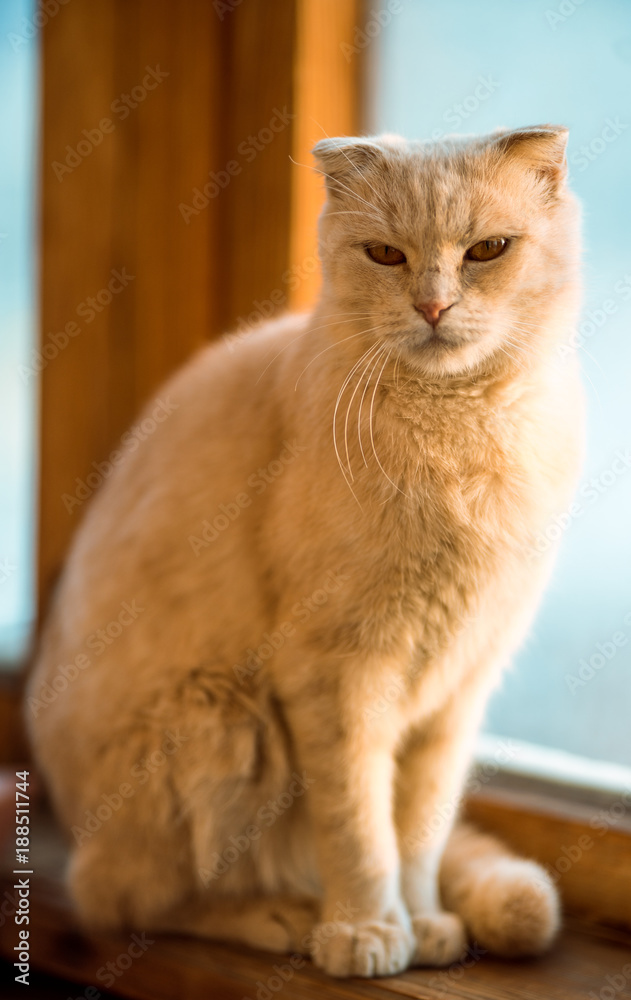 Obraz premium Beautiful peach fold.