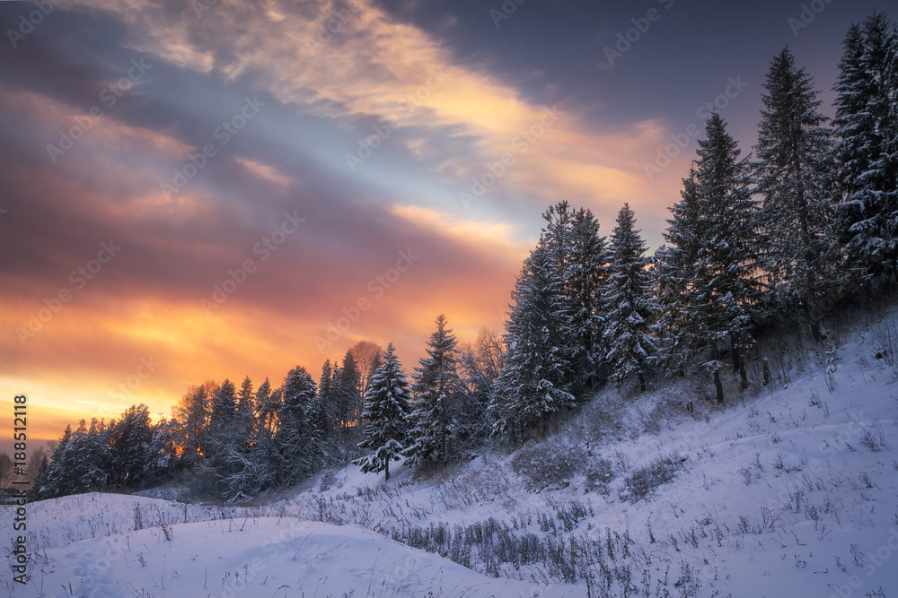 winter coniferous forest on the background of beautiful sunset sky winter coniferous forest on the background of beautiful sunset sky