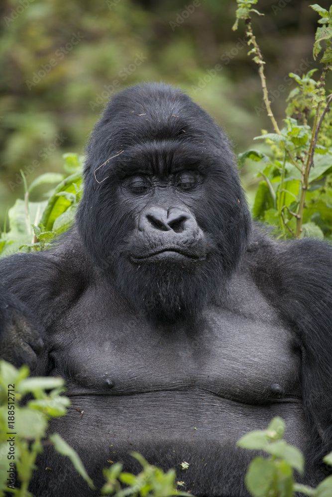 Gorilla / Ruanda