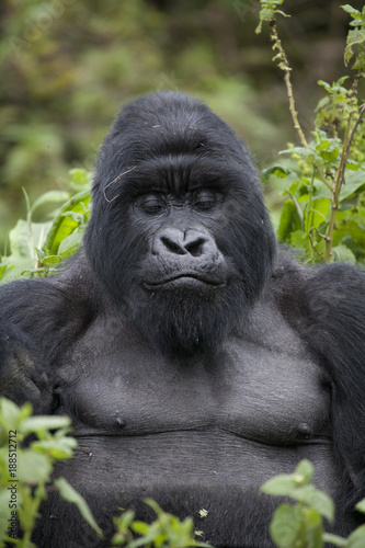 Gorilla / Ruanda © thomas meyer