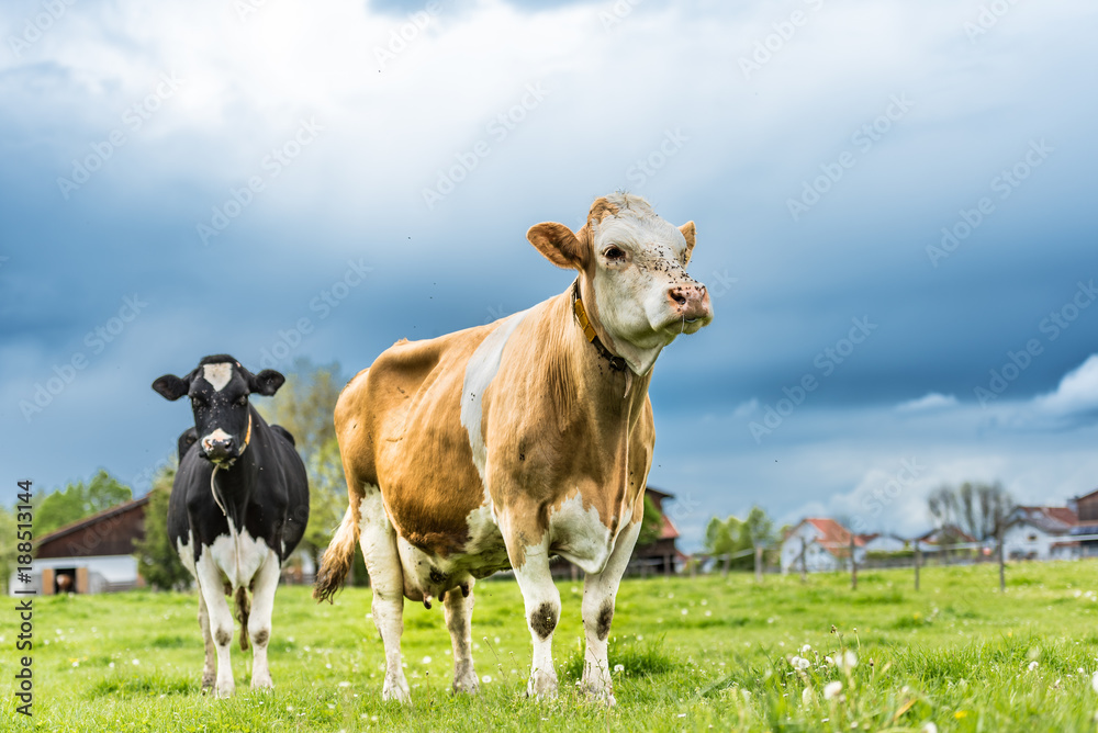 Herd of cows on a pasture in Unteralläu - Bavaria. Simmentaler Cow 