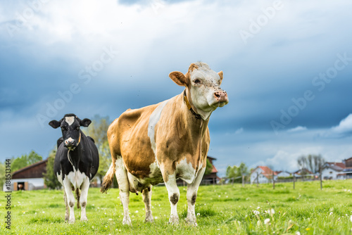 Herd of cows on a pasture in Unteralläu - Bavaria. Simmentaler Cow  © Karoline Thalhofer