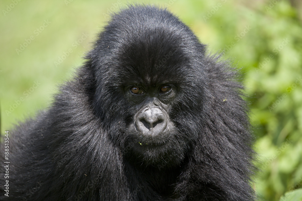 Obraz premium Berggorilla / Ruanda