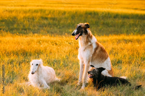 Black Mixed Breed Hunting Dog And Russian Greyhounds Borzois  Boa Sitting Together Outdoor In Summer Or Autumn Meadow Or Field Green Grass
