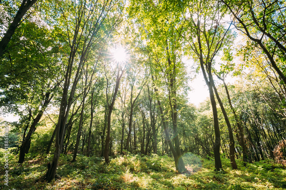 Sun Shining Through Canopy Of Tall Trees. Sunlight In Deciduous Sun Shining Through Canopy Of Tall Trees. Sunlight In Deciduous