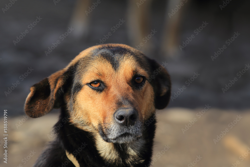 The dog, black and brown color, looks directly into the eyes .....