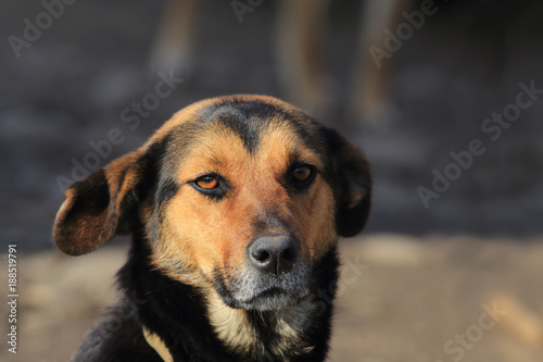The dog, black and brown color, looks directly into the eyes ..... © chermit