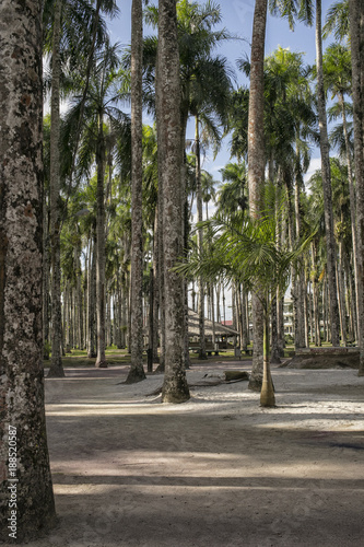 Palm garden Paramaribo